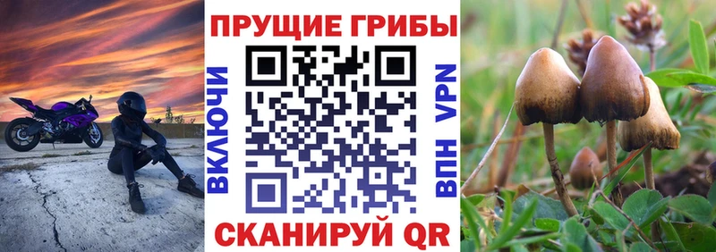 Галлюциногенные грибы Psilocybe  Купить где  Исилькуль 